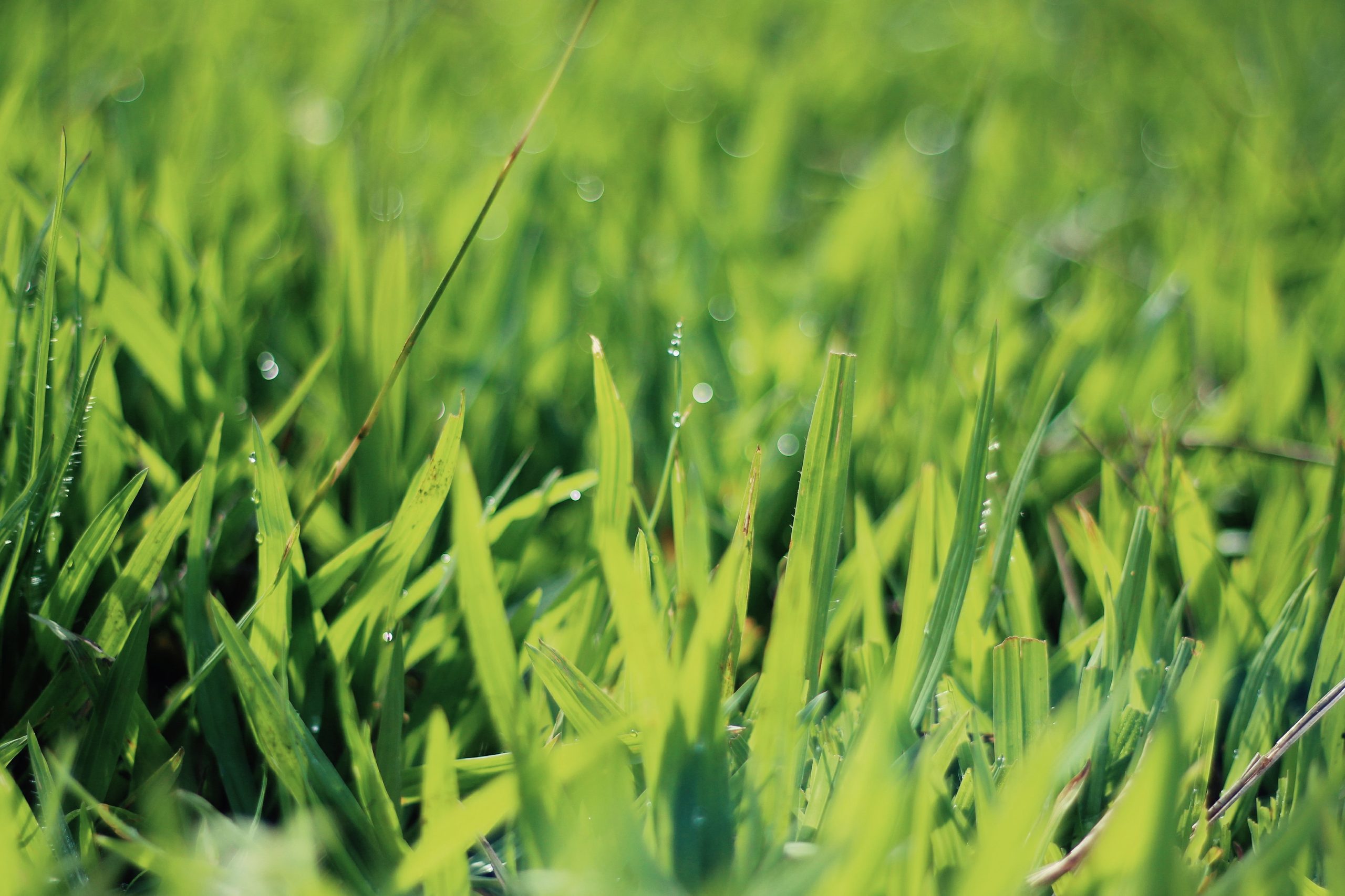 bright green grass