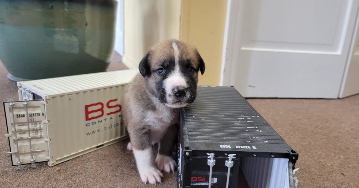 puppy next to model shipping container